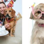 The Molly and Bandit Pet Party line from C.R. Gibson includes everything consumers need to throw an Instagram-worthy pet celebration. (PRNewsfoto/CSS Industries, Inc.)